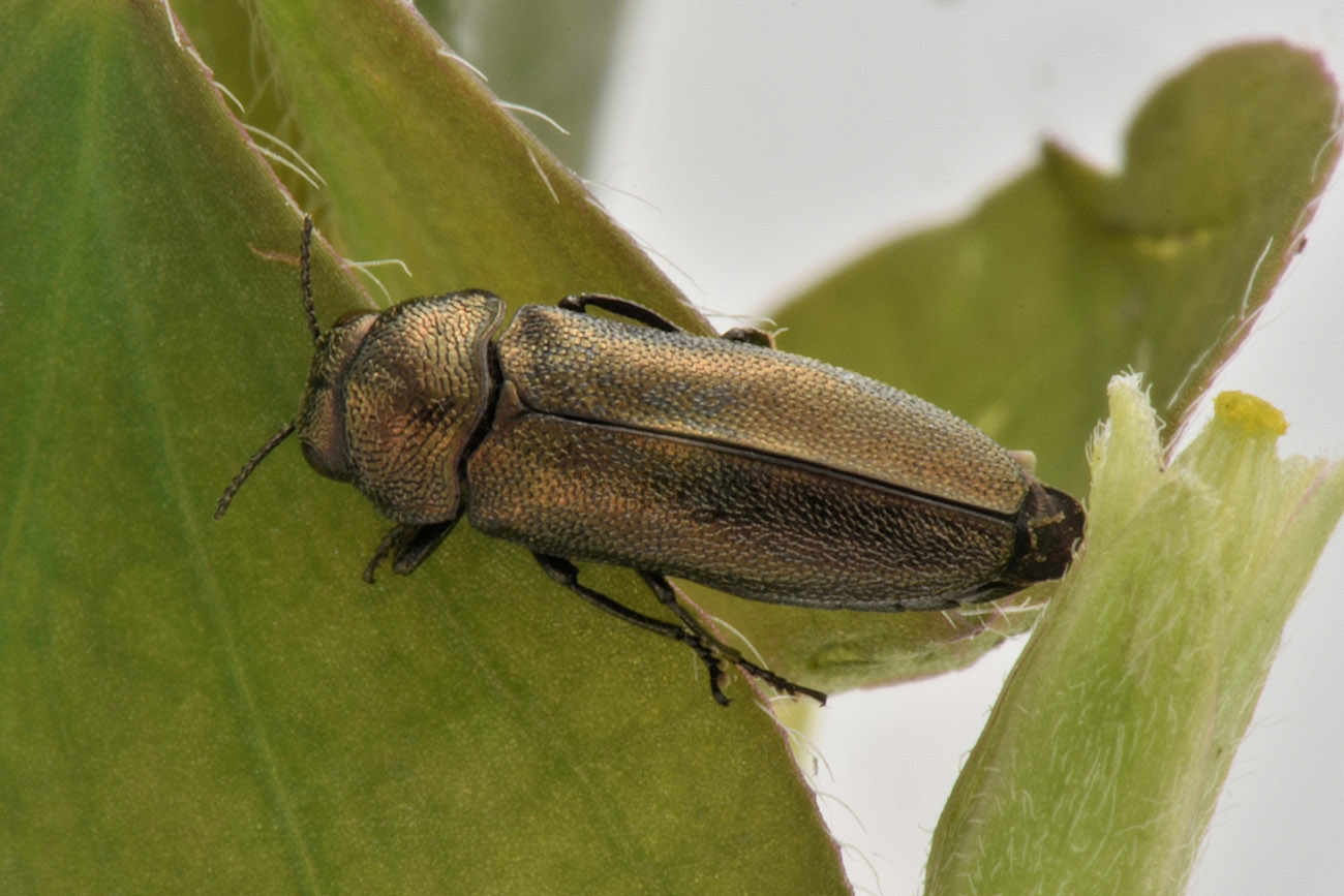 Buprestidae: Coraebus sp.?  S, Coraebus elatus elatus